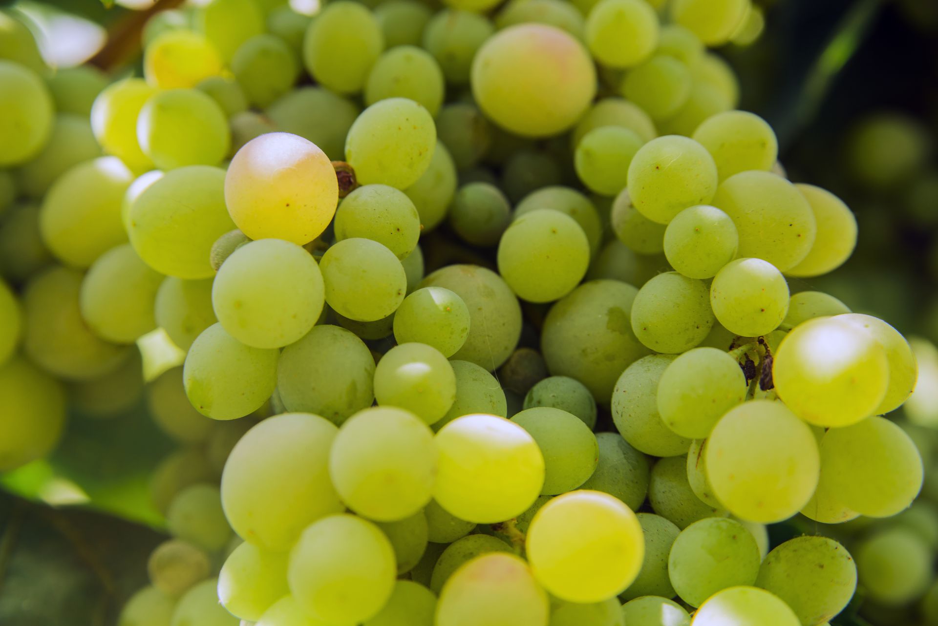 Bunch of grapes on a background of the sunny sky. Close up.